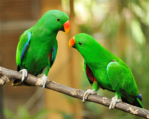 ¿Puede un loro ser admitido como testigo en un juicio?