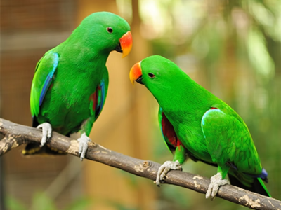 ¿Puede un loro ser admitido como testigo en un juicio?